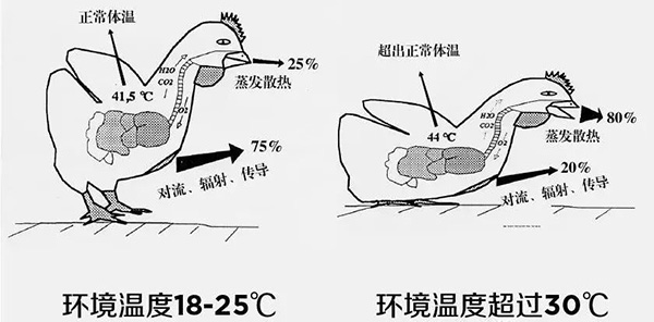 《夏日炎炎，如何為動(dòng)物防暑、降溫》